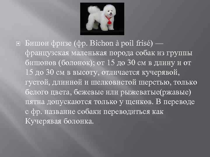  Бишон фризе (фр. Bichon à poil frisé) — французская маленькая порода собак из