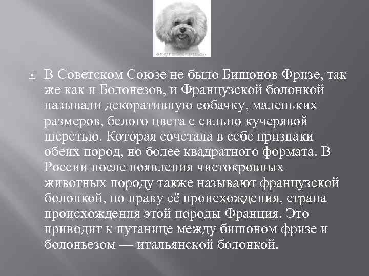  В Советском Союзе не было Бишонов Фризе, так же как и Болонезов, и