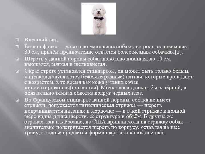  Внешний вид Бишон фризе — довольно маленькие собаки, их рост не превышает 30