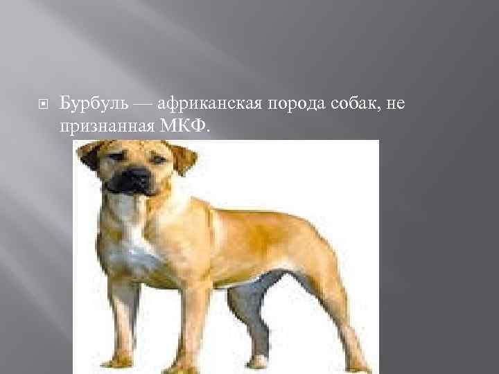  Бурбуль — африканская порода собак, не признанная МКФ. 