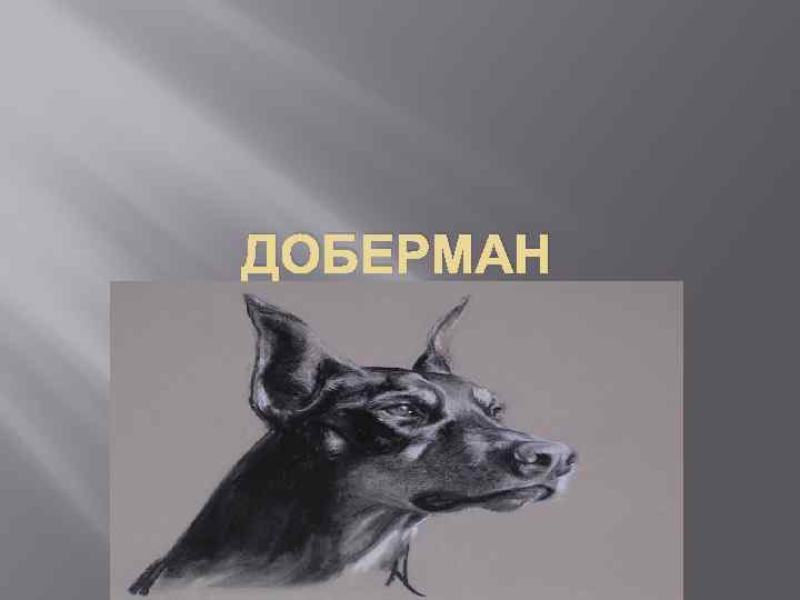 ДОБЕРМАН 