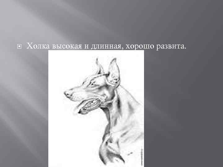  Холка высокая и длинная, хорошо развита. 