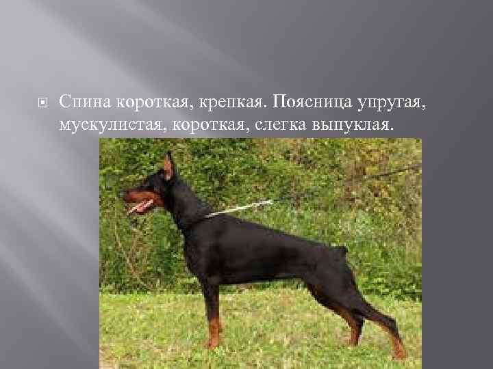  Спина короткая, крепкая. Поясница упругая, мускулистая, короткая, слегка выпуклая. 