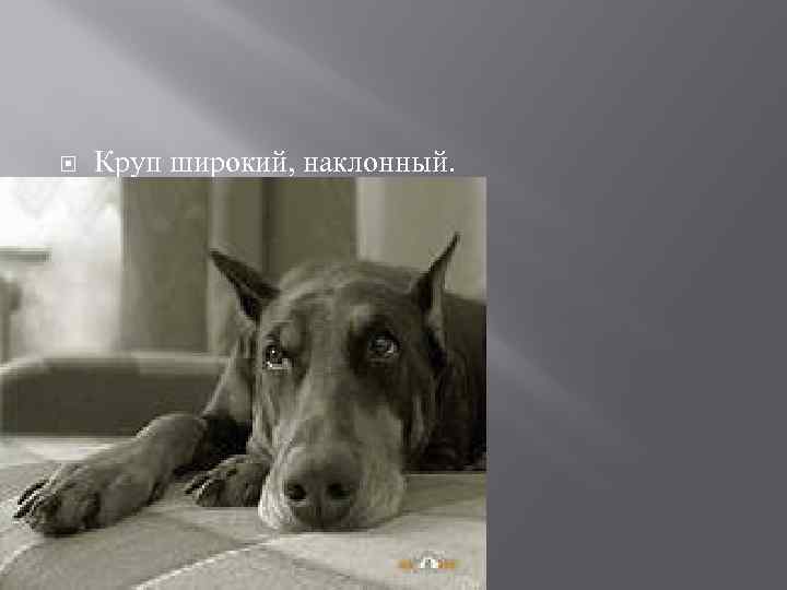  Круп широкий, наклонный. 