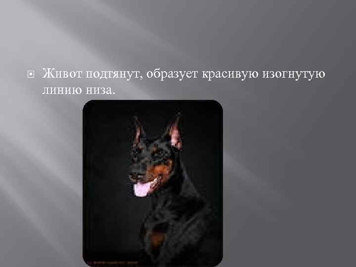  Живот подтянут, образует красивую изогнутую линию низа. 