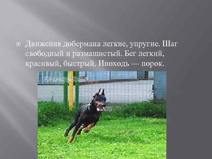  Движения добермана легкие, упругие. Шаг свободный и размашистый. Бег легкий, красивый, быстрый. Иноходь