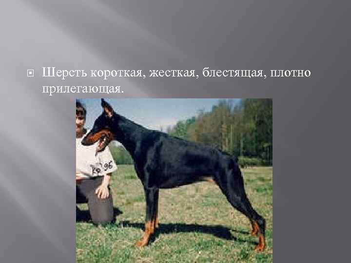  Шерсть короткая, жесткая, блестящая, плотно прилегающая. 