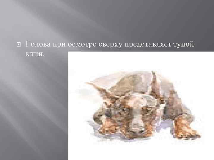  Голова при осмотре сверху представляет тупой клин. 