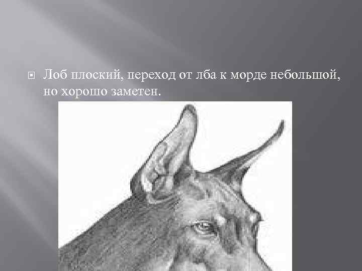 Лоб плоский, переход от лба к морде небольшой, но хорошо заметен. 