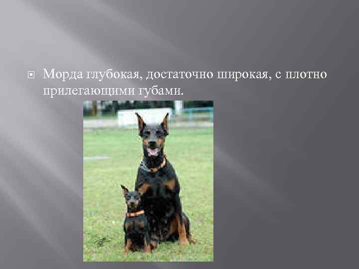  Морда глубокая, достаточно широкая, с плотно прилегающими губами. 