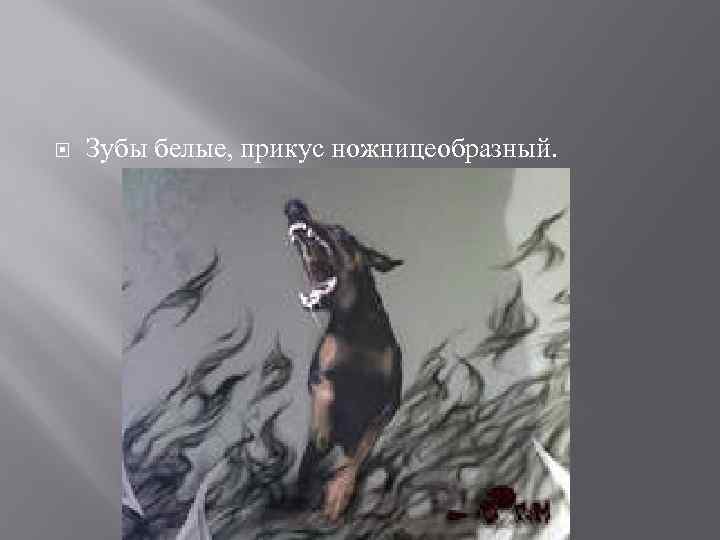  Зубы белые, прикус ножницеобразный. 