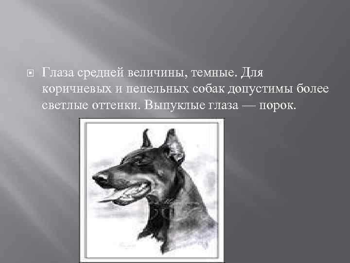  Глаза средней величины, темные. Для коричневых и пепельных собак допустимы более светлые оттенки.