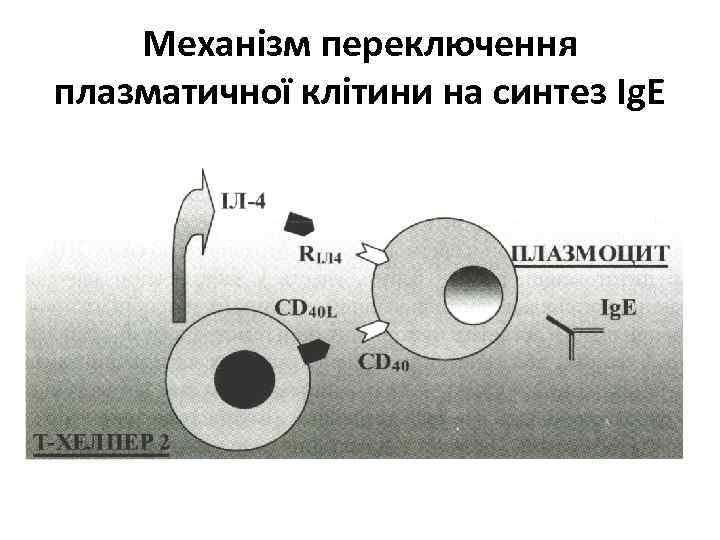 Механізм переключення плазматичної клітини на синтез Ig. E 