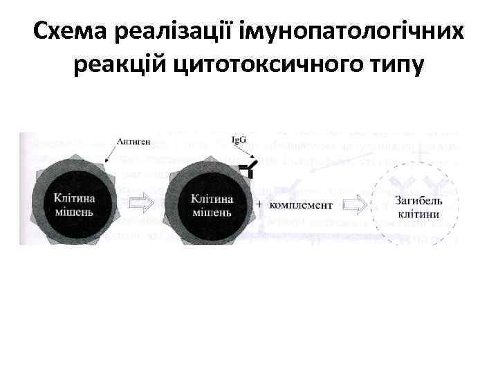 Схема реалізації імунопатологічних реакцій цитотоксичного типу 