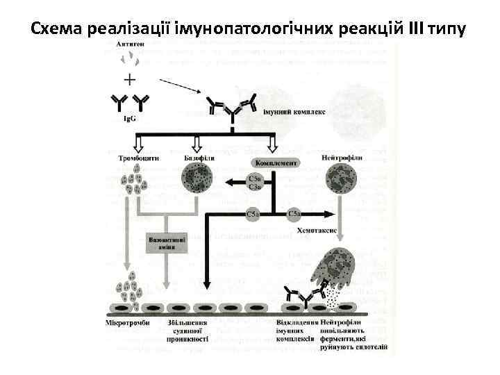 Схема реалізації імунопатологічних реакцій ІІІ типу 