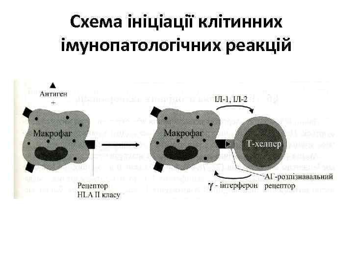 Схема ініціації клітинних імунопатологічних реакцій 