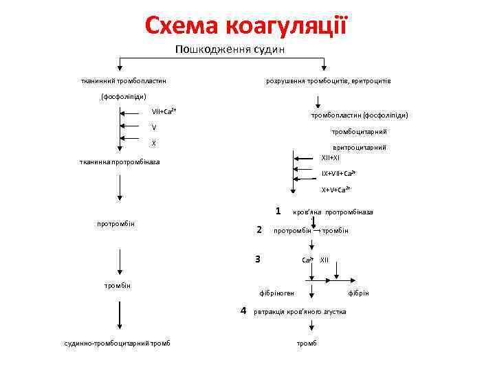 Схема коагуляції Пошкодження судин тканинний тромбопластин розрушення тромбоцитів, еритроцитів (фосфоліпіди) VII+Ca 2+ тромбопластин (фосфоліпіди)