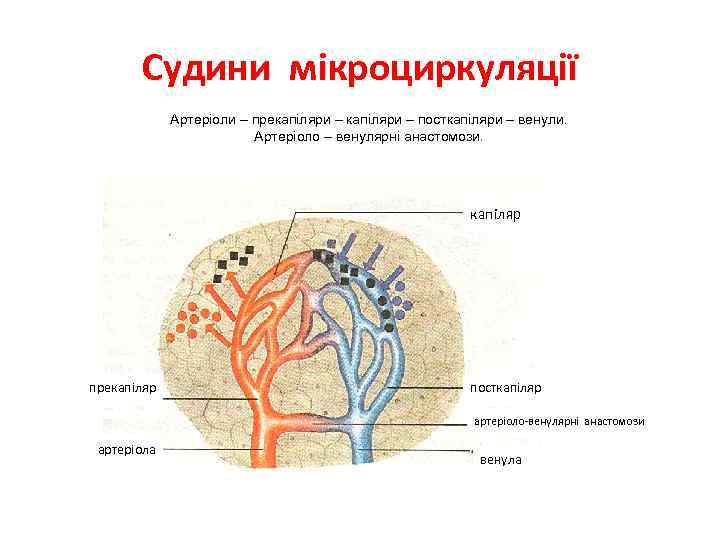 Судини мікроциркуляції Артеріоли – прекапіляри – посткапіляри – венули. Артеріоло – венулярні анастомози. капіляр