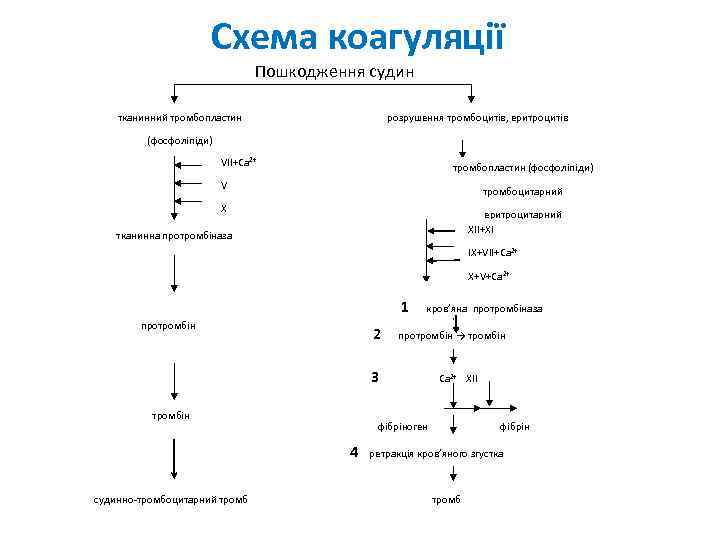 Схема коагуляції Пошкодження судин тканинний тромбопластин розрушення тромбоцитів, еритроцитів (фосфоліпіди) VII+Ca 2+ тромбопластин (фосфоліпіди)