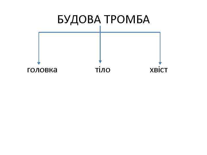 БУДОВА ТРОМБА головка тіло хвіст 