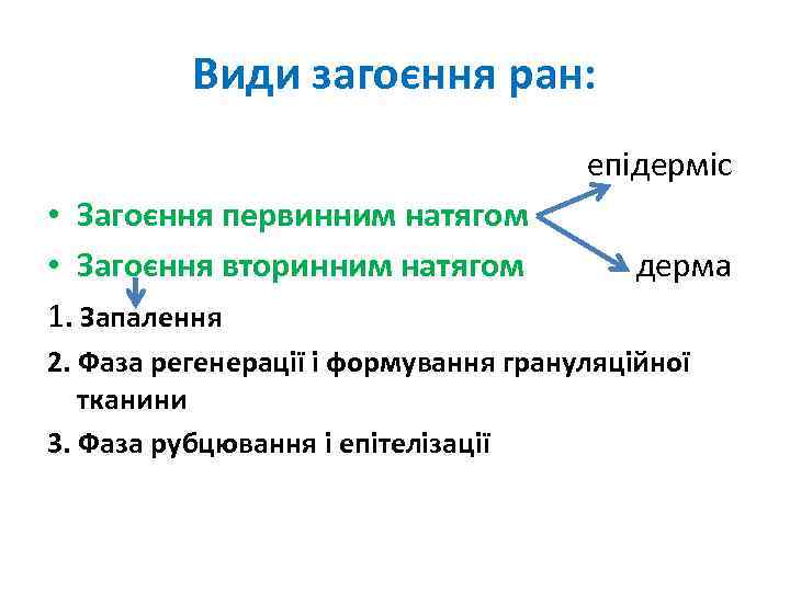 Види загоєння ран: епідерміс • Загоєння первинним натягом • Загоєння вторинним натягом 1. Запалення