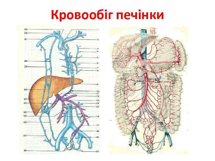 Кровообіг печінки 