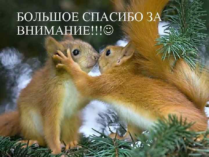 БОЛЬШОЕ СПАСИБО ЗА ВНИМАНИЕ!!! 