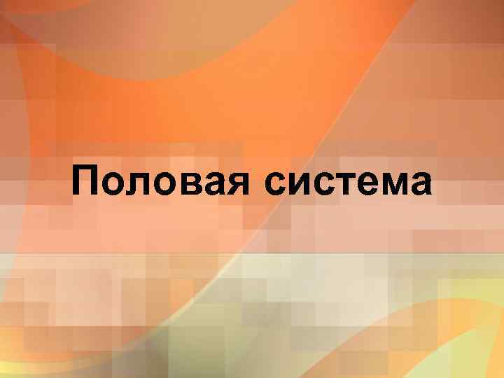 Половая система 