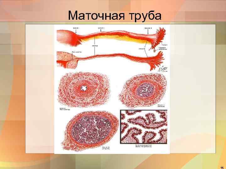 Маточная труба 