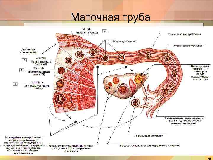 Маточная труба 