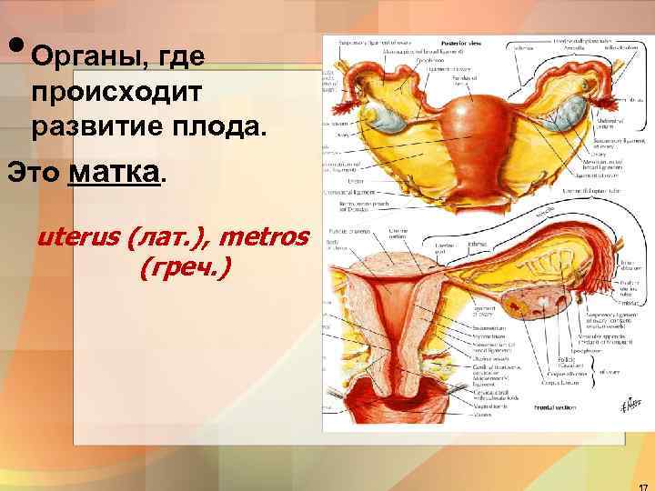  • Органы, где происходит развитие плода. Это матка. uterus (лат. ), metros (греч.
