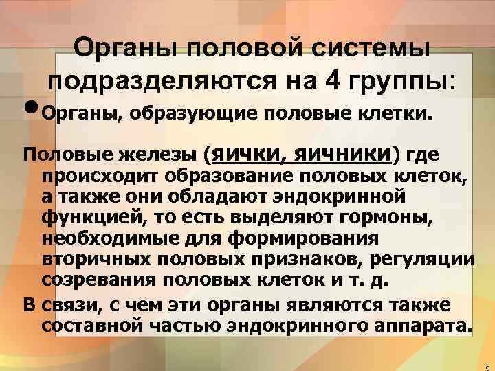 Органы половой системы подразделяются на 4 группы: • Органы, образующие половые клетки. Половые железы