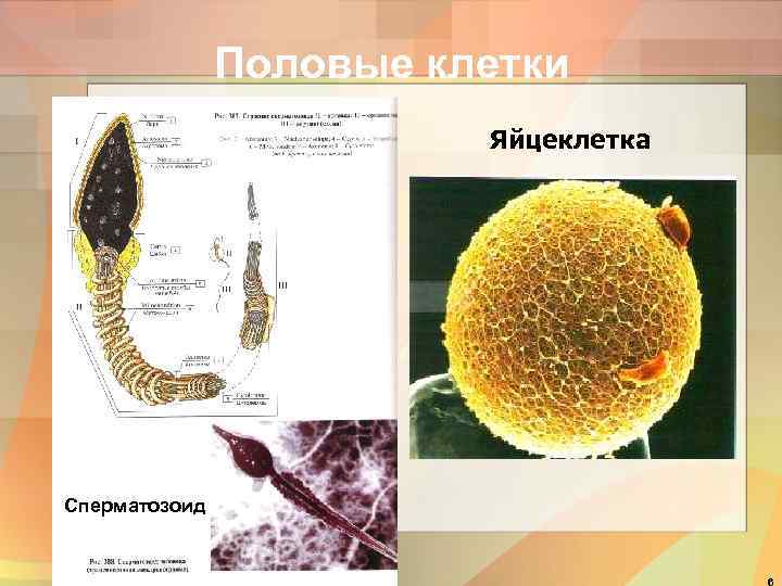 Половые клетки Яйцеклетка Сперматозоид 
