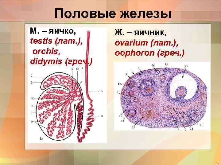 Половые железы М. – яичко, testis (лат. ), orchis, didymis (греч. ) Ж. –