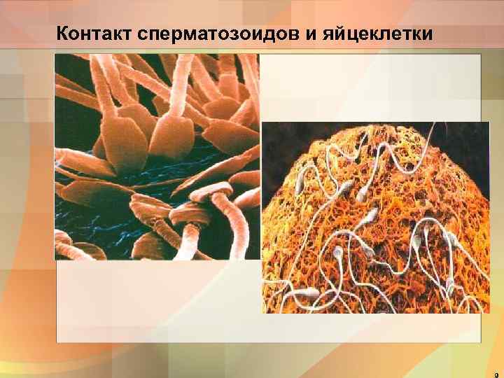 Контакт сперматозоидов и яйцеклетки 