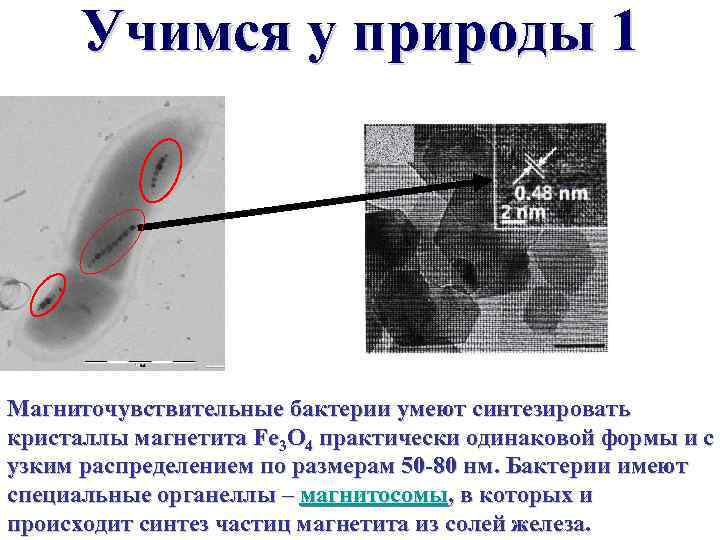 Учимся у природы 1 Магниточувствительные бактерии умеют синтезировать кристаллы магнетита Fe 3 O 4