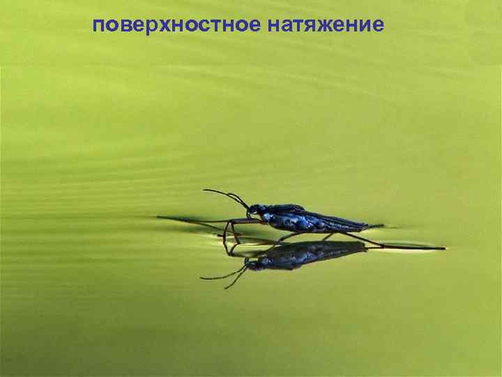 поверхностное натяжение 