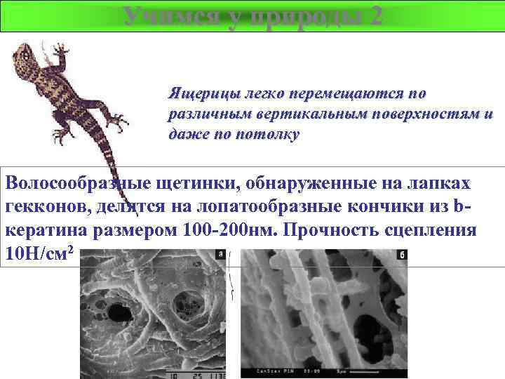 Учимся у природы 2 Ящерицы легко перемещаются по различным вертикальным поверхностям и даже по