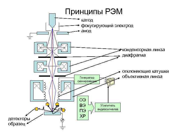 Принципы РЭМ катод фокусирующий электрод анод конденсорная линза диафрагма отклоняющие катушки объективная линза Генератор