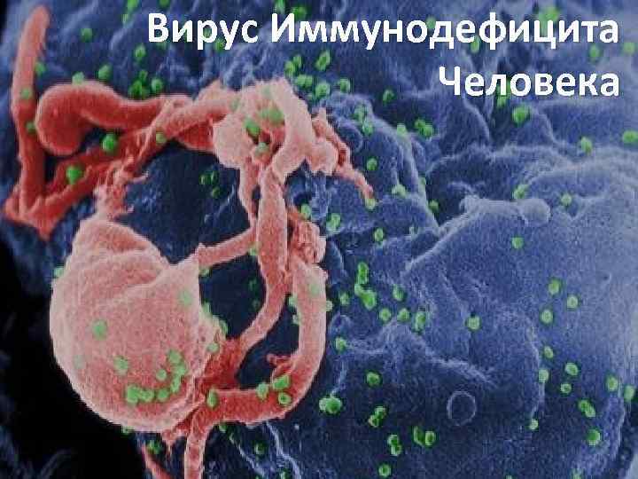 Вирус Иммунодефицита Человека 