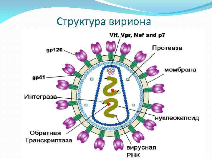 Вирусную частицу называют