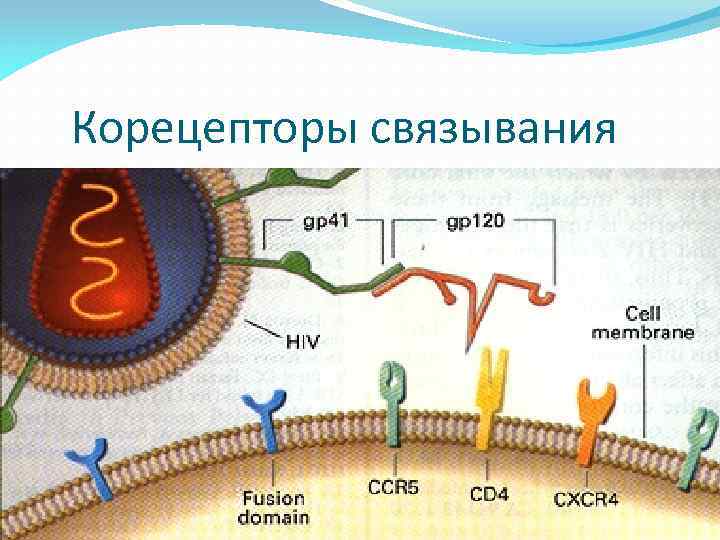 Корецепторы связывания 