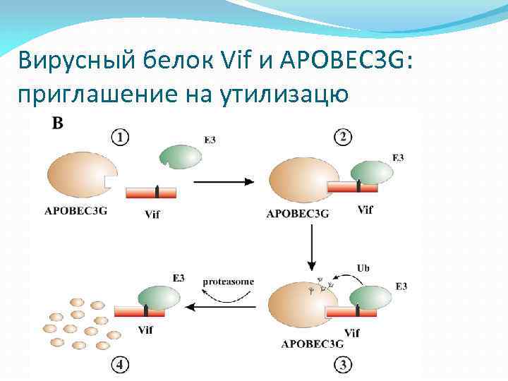 Вирусный белок