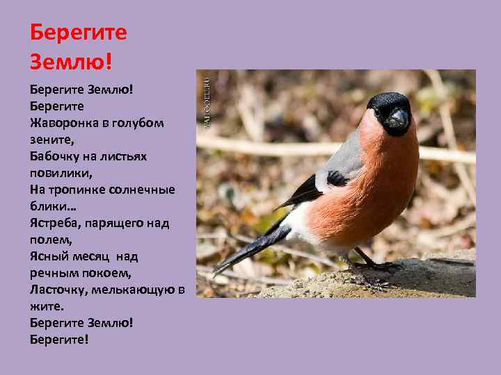 Берегите Землю! Берегите Жаворонка в голубом зените, Бабочку на листьях повилики, На тропинке солнечные