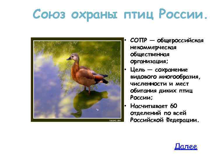 Союз охраны птиц России. • СОПР — общероссийская некоммерческая общественная организация; • Цель —