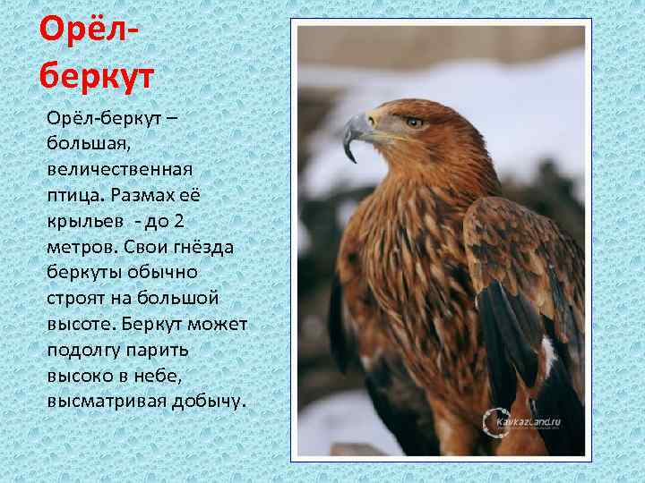 Орёлберкут Орёл-беркут – большая, величественная птица. Размах её крыльев - до 2 метров. Свои