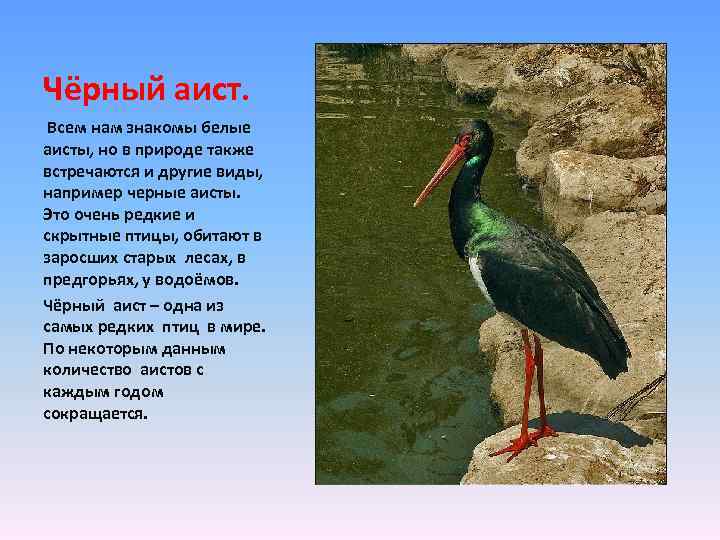 Чёрный аист. Всем нам знакомы белые аисты, но в природе также встречаются и другие