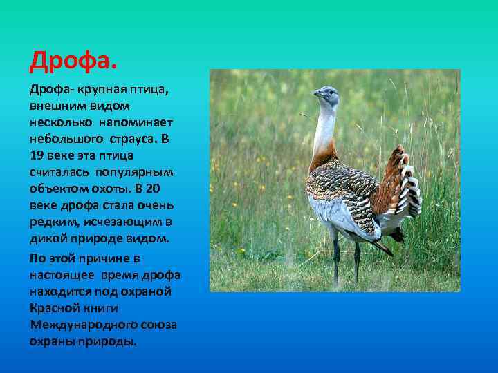 Дрофа- крупная птица, внешним видом несколько напоминает небольшого страуса. В 19 веке эта птица