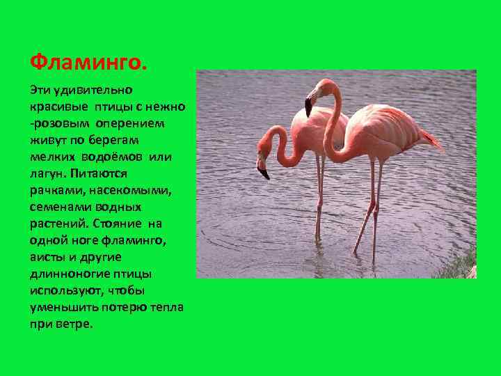 Фламинго. Эти удивительно красивые птицы с нежно -розовым оперением живут по берегам мелких водоёмов