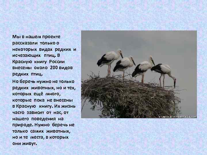 Мы в нашем проекте рассказали только о некоторых видах редких и исчезающих птиц. В